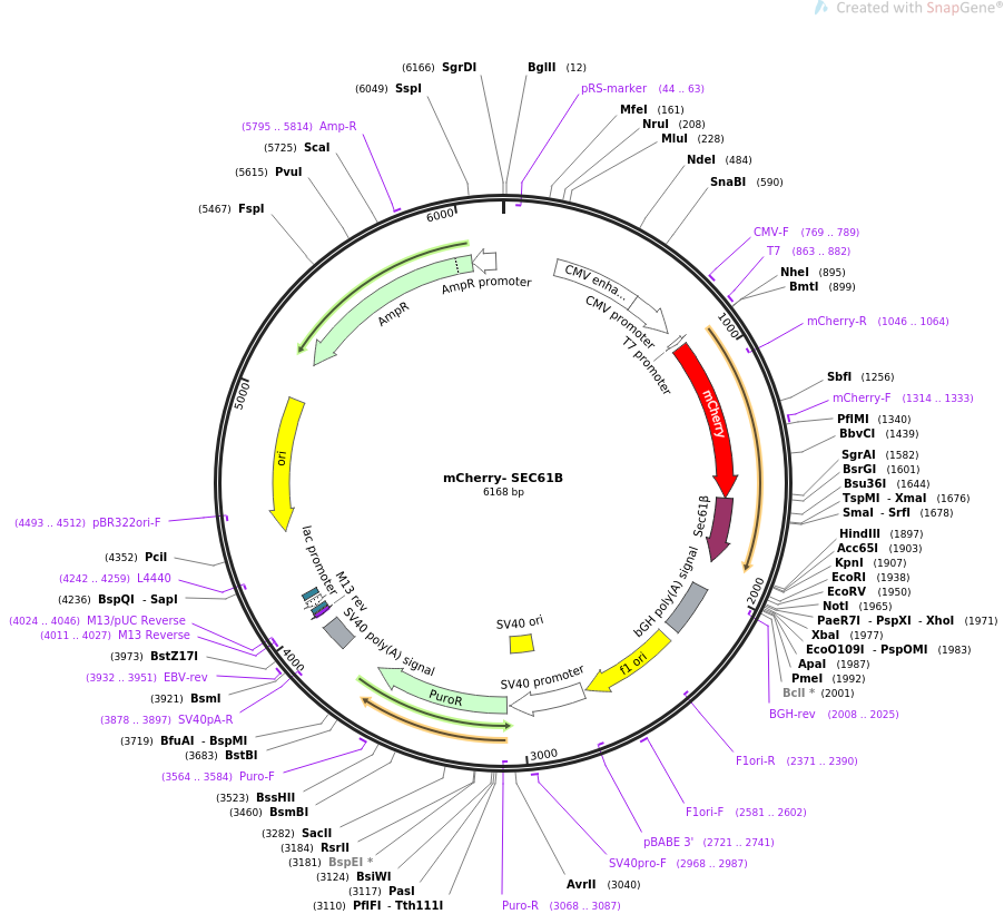 mCherry- SEC61B载体图谱
